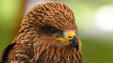 Schwarzmilan (3).jpg